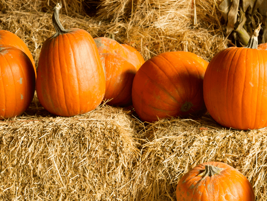 Vibrant orange pumpkins on hay bales, perfect fall backdrop for family photos and stylish outfits.