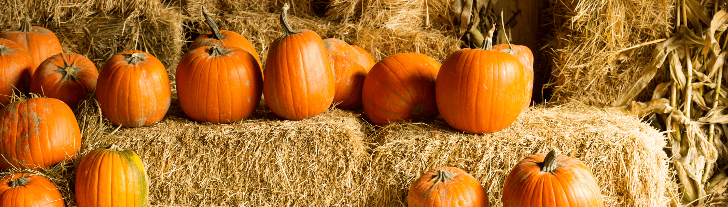 Vibrant orange pumpkins on hay bales, perfect fall backdrop for family photos and stylish outfits.